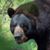 Tony Giegler's profile image