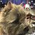 Chryse Huesby- Montoya- Seeman's profile image