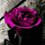 Teresa Meyer's profile image