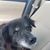 Tina Tresca's profile image