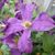 Mary Moses Tesson's profile image