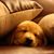 Goma Cheng's profile image