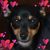 Enzal Mano's profile image