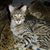 Liz Paone Scharf's profile image