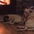 Sharynn Suderman Friesen's profile image