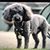 Kelli Hoo-Ha's profile image