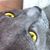 Cat Ambrogi's profile image
