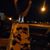 Brede Westby's profile image
