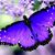 Amy Warhurst's profile image