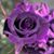 Cheryl Tadej's profile image