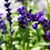 Dena K Ewell's profile image