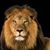 David Kehlmann's profile image