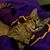 Nikki Bourg Plauche''s profile image