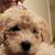 Christina Sheffer's profile image