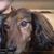 Laura Daigle Thomas's profile image