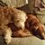 Ann Marie Capparell Schetroma's profile image
