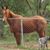 Linda Fitzgerald's profile image