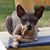 Nacole Swenson's profile image