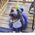 Judith Pablo's profile image