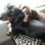 Diane Crick's profile image