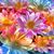 Kathy Pace Ziomek's profile image