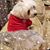 Dawn Cannistraro's profile image
