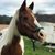 Heidi Cameron's profile image