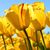 Kimberly Konefke's profile image