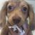 Shannon Brandon's profile image