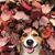 Rose Starzinski's profile image
