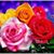 Emma Belen's profile image
