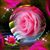 Tillie Villarreal's profile image