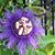 Cheryl Hipp's profile image