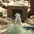 Esme Guiiz's profile image