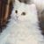 Flor Maria Celis's profile image