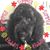 Debbie Tynan Caprin's profile image