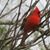 Patsy Meredith Gentzler's profile image