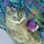 Sara Hull's profile image