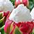 Patricia Page Porcella's profile image