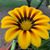Monet Velasco's profile image