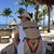 Sarah Wolf's profile image