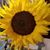 Karen Springfield-Verna's profile image