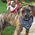 Allison Perla Rohde's profile image