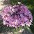 Rhonda Roseberry's profile image