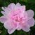Diane Coates's profile image