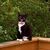 Ann Sheneman Hutsell's profile image