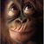 Bruno Soubirous's profile image