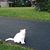 Enid Yearwood Cheeseboro's profile image
