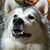 Daniel H Steck's profile image