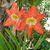 Mary Ann Jarvis's profile image